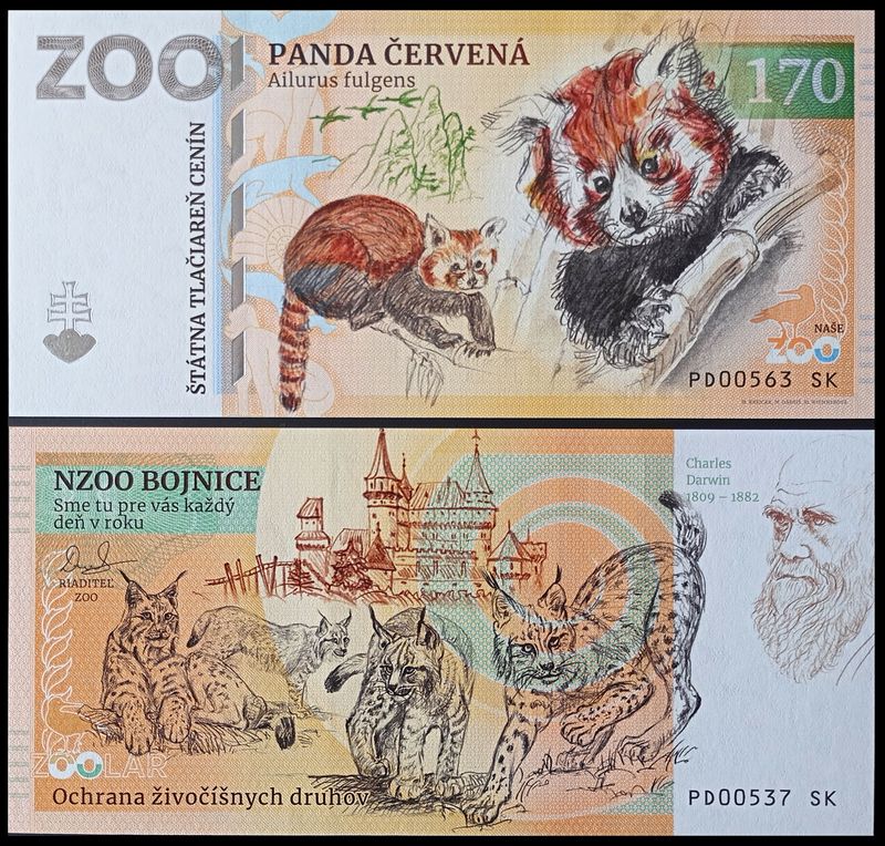 170 - Pandka ruda - ZOO Bojnice (2024)