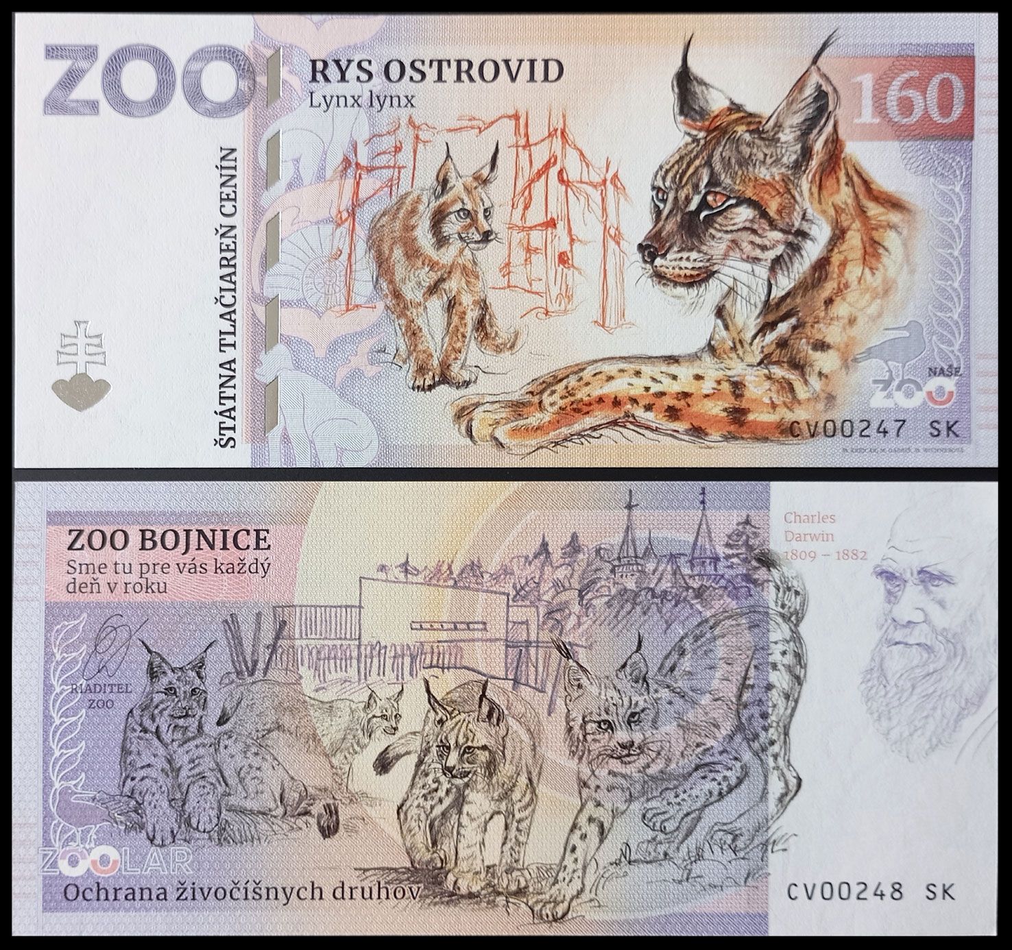 160 - Ryś euroazjatycki - ZOO Bojnice (2024) z błędem