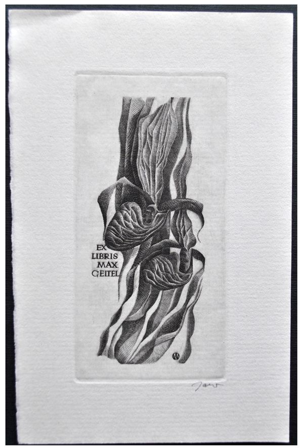 Jakubowski Wojciech (493/1978) Exlibris Max Geitel, 89x45, storczyk