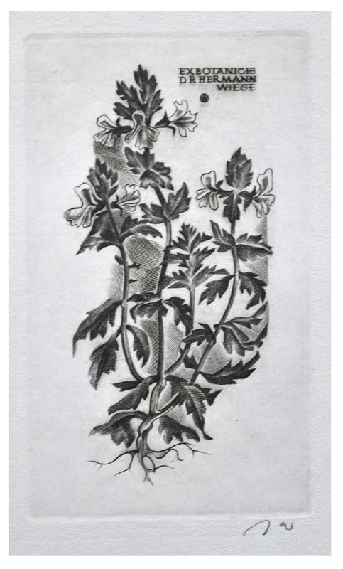 Jakubowski Wojciech (551/1981) Exlibris Dr. Hermann Wiese, 80x44