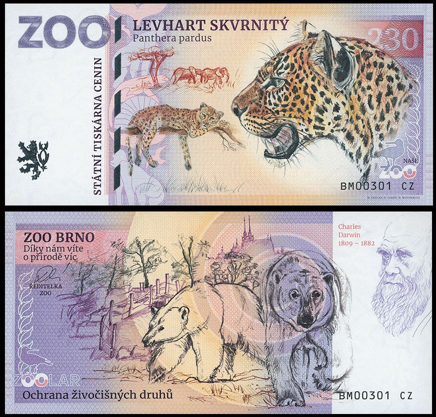 230 - Lampart plamisty - ZOO Brno (2025)