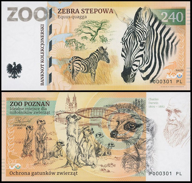 240 - Zebra stepowa - ZOO Poznań  (2025)