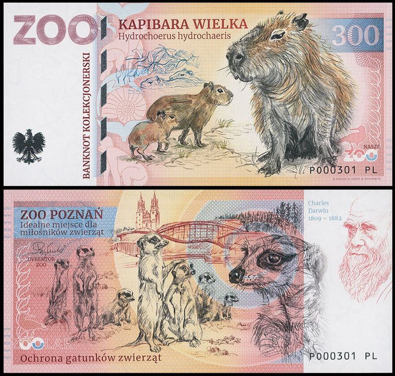 300 - Kapibara wielka - ZOO Poznań (2025)