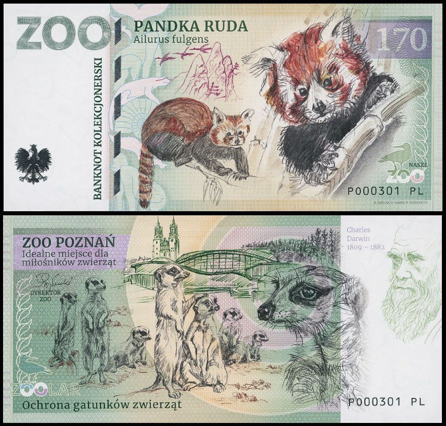 170 - Pandka ruda - ZOO Poznań (2025)
