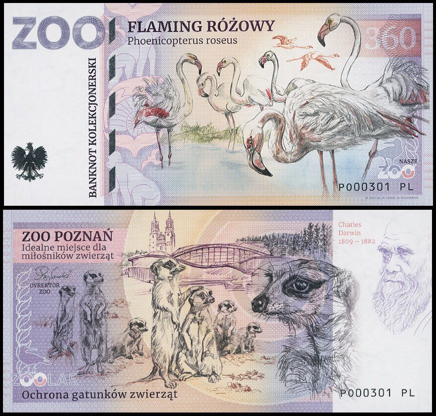 360 - Flaming - ZOO Poznań (2025)