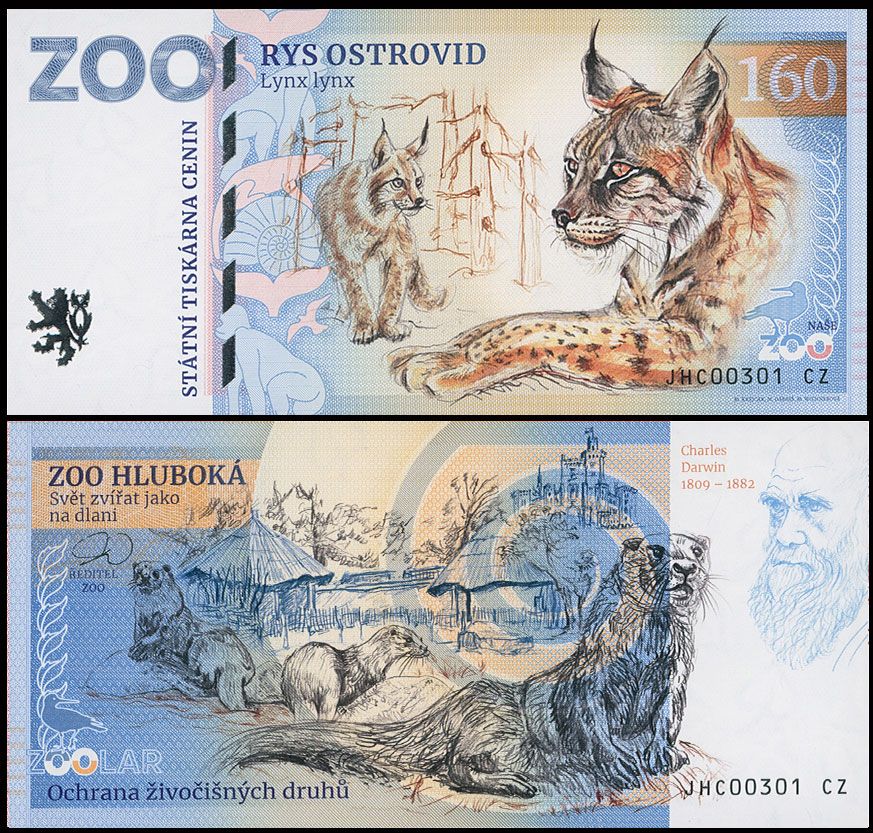 160 - Ryś euroazjatycki - ZOO Hluboka (2025)
