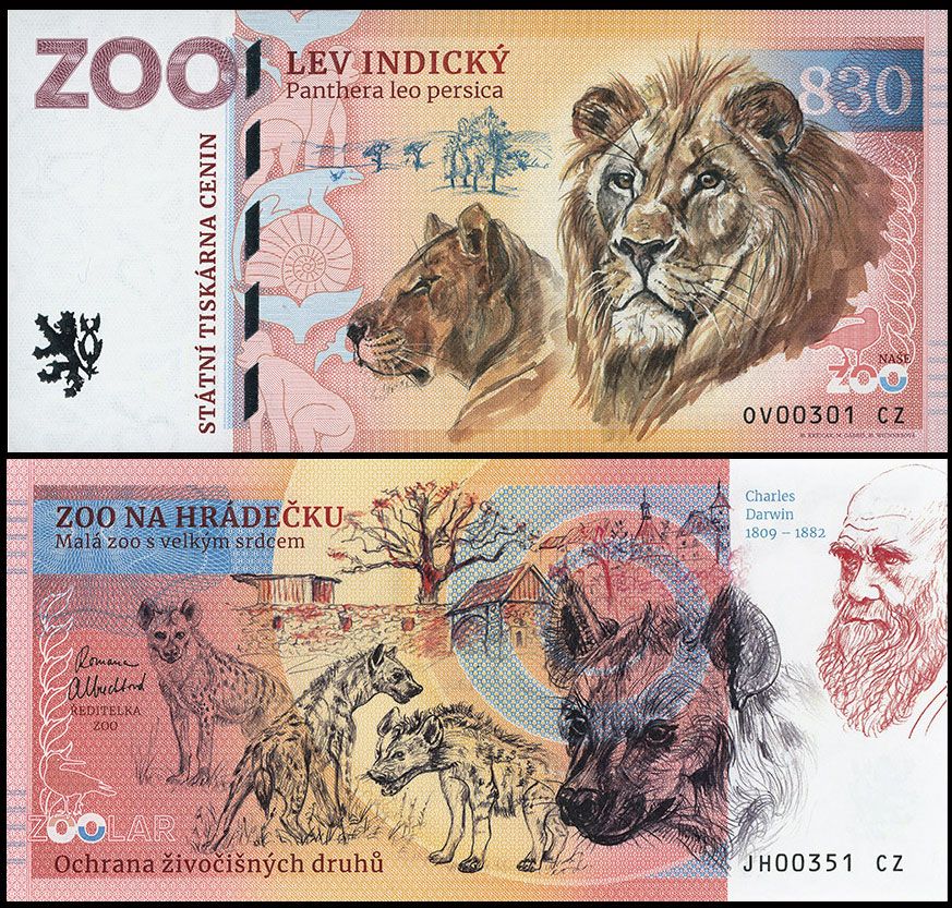 830 - Lew azjatycki - ZOO Ostrava (2025)