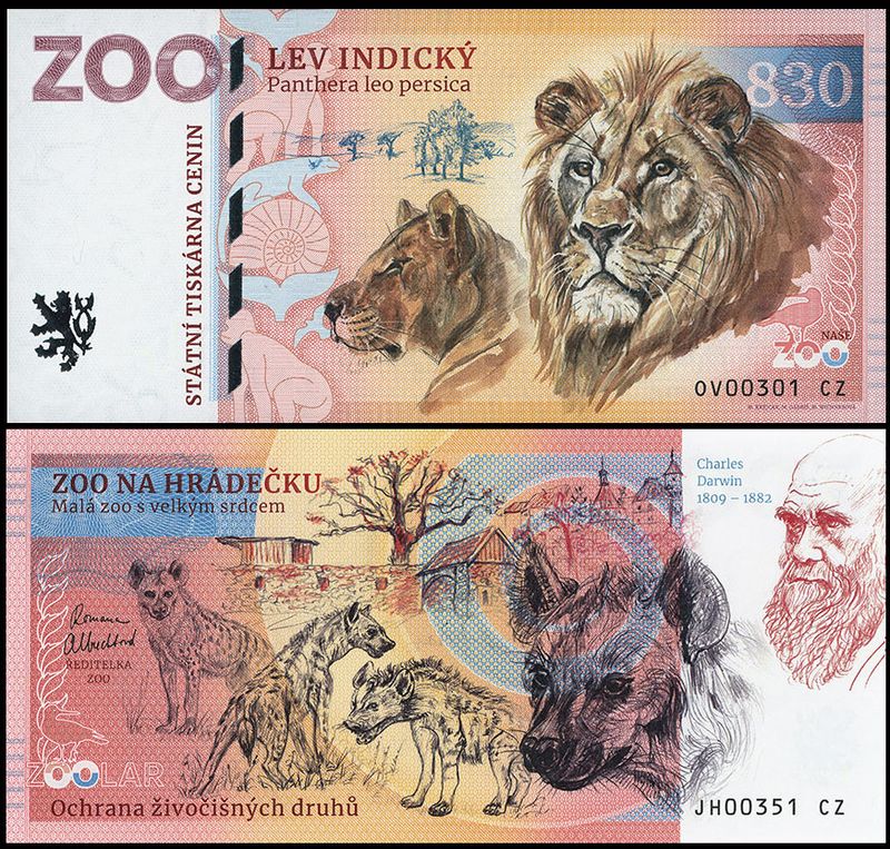 830 - Lew azjatycki - ZOO Ostrava (2025)