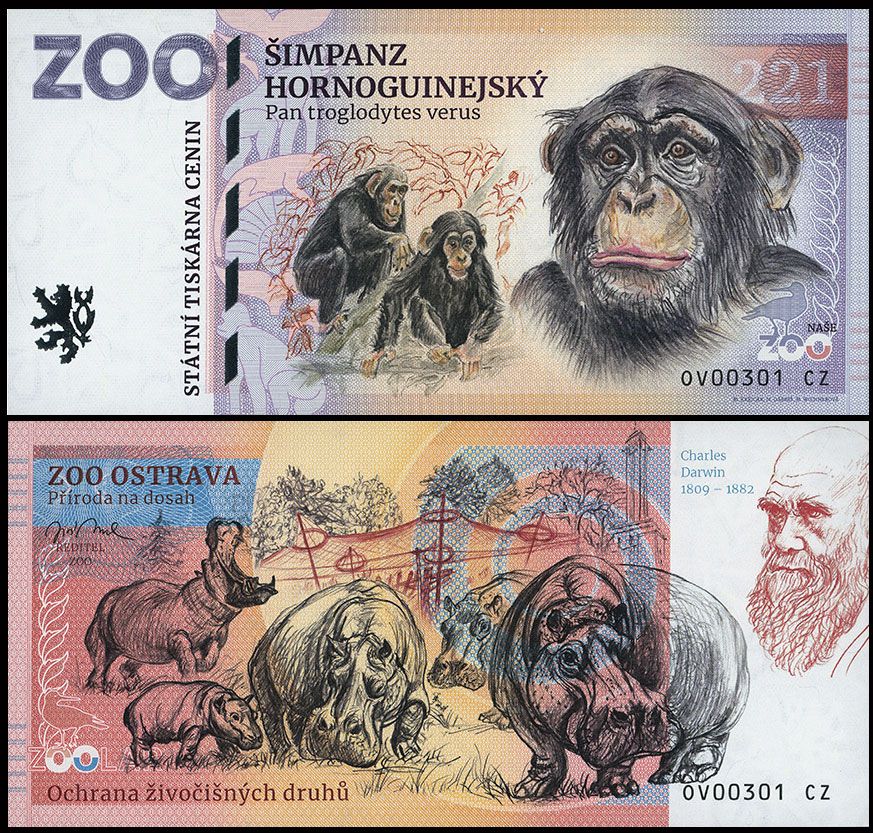 221 - Szympans długowłosy - ZOO Ostrava (2025)