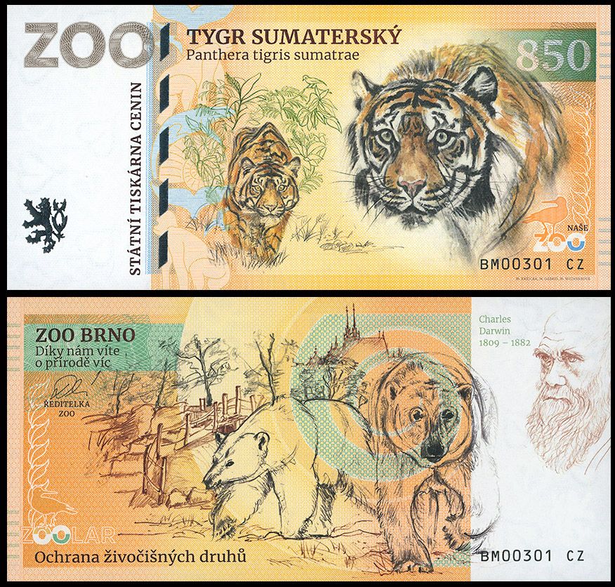 850 - Tygrys sumatrzański - ZOO Brno (2025)