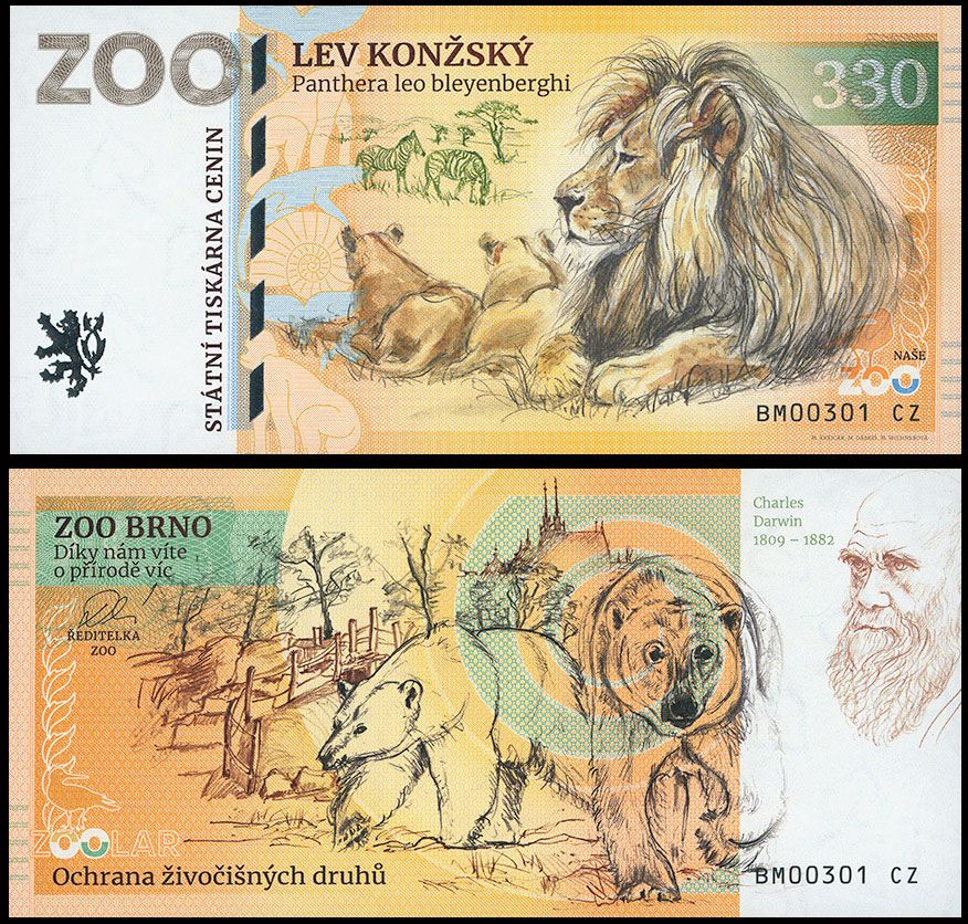 330 - Lew angolski - ZOO Brno (2025)