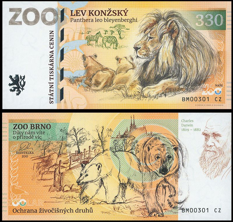 330 - Lew angolski - ZOO Brno (2025)