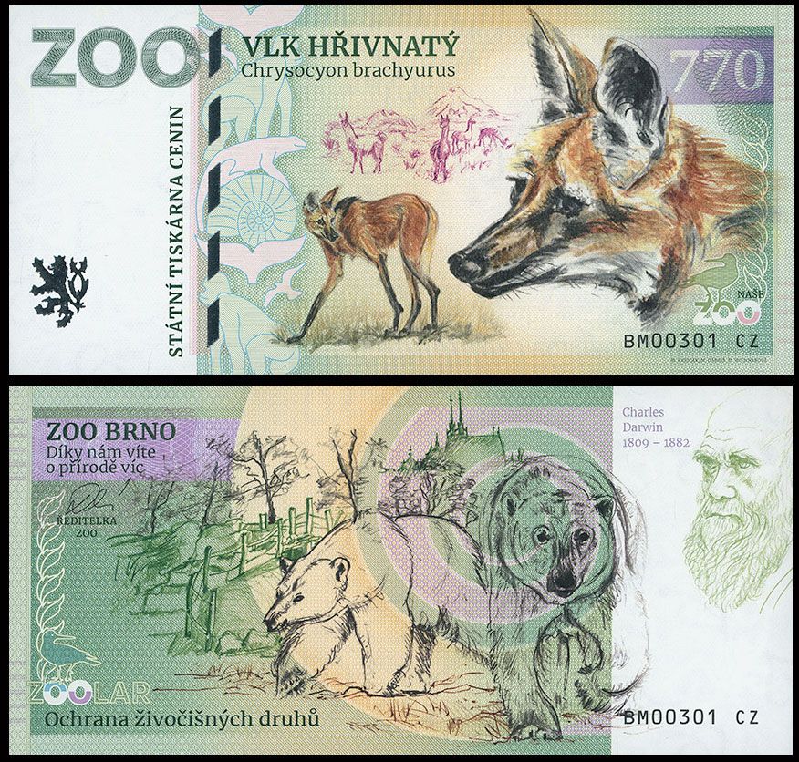 770 - Wilk grzywiasty - ZOO Brno (2025)