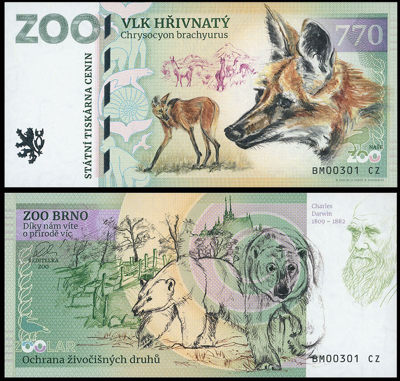 770 - Wilk grzywiasty - ZOO Brno (2025)