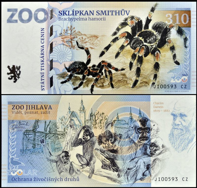 310 - Ptasznik - ZOO Jihlava (2025)