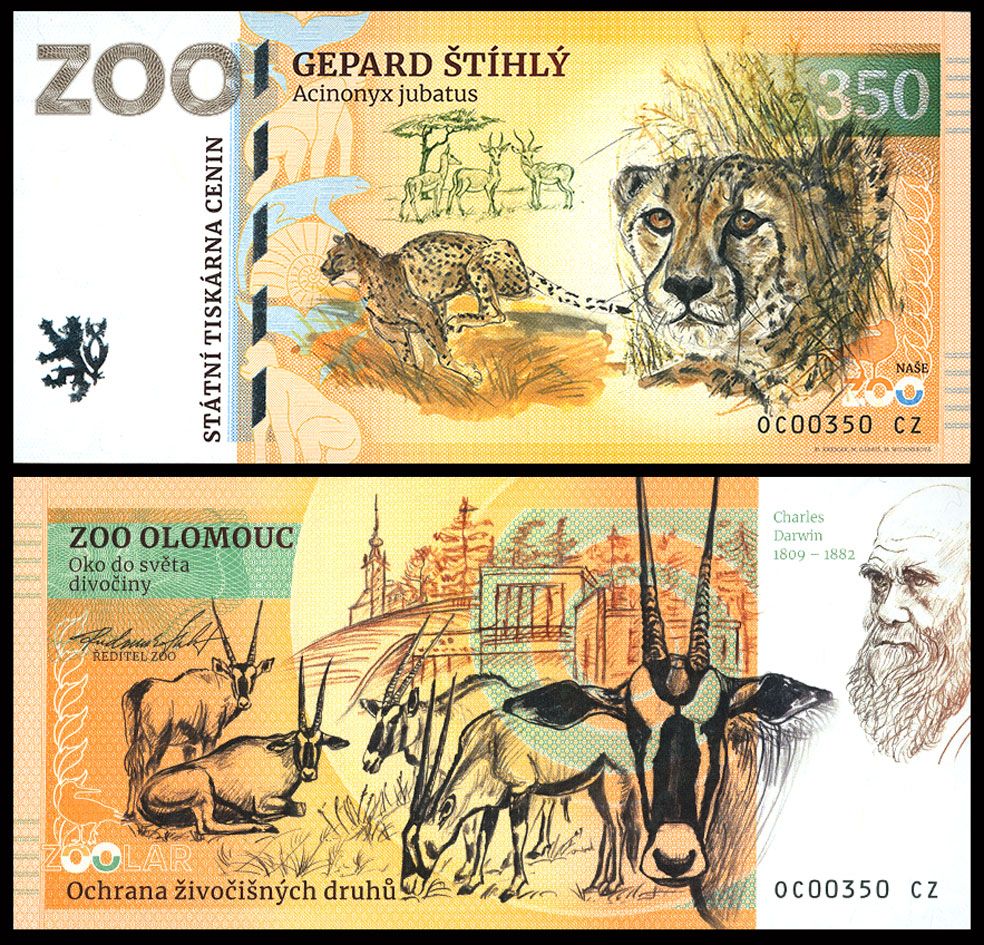 350 - Gepard grzywiasty - ZOO Olomouc (2025)
