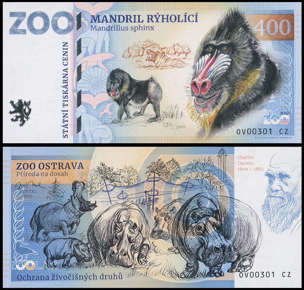 400 - Mandryl barwnolicy - ZOO Ostrava (2025)
