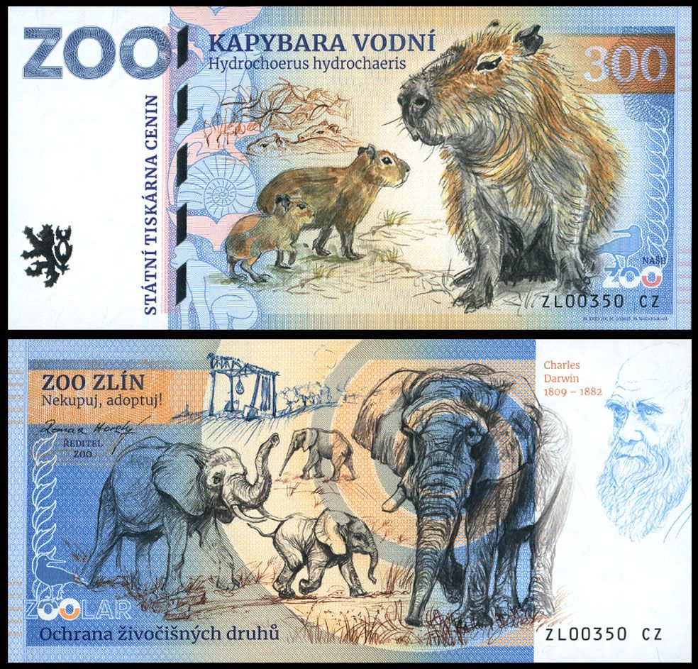 300 - Kapibara wielka - ZOO Zlin (2025)