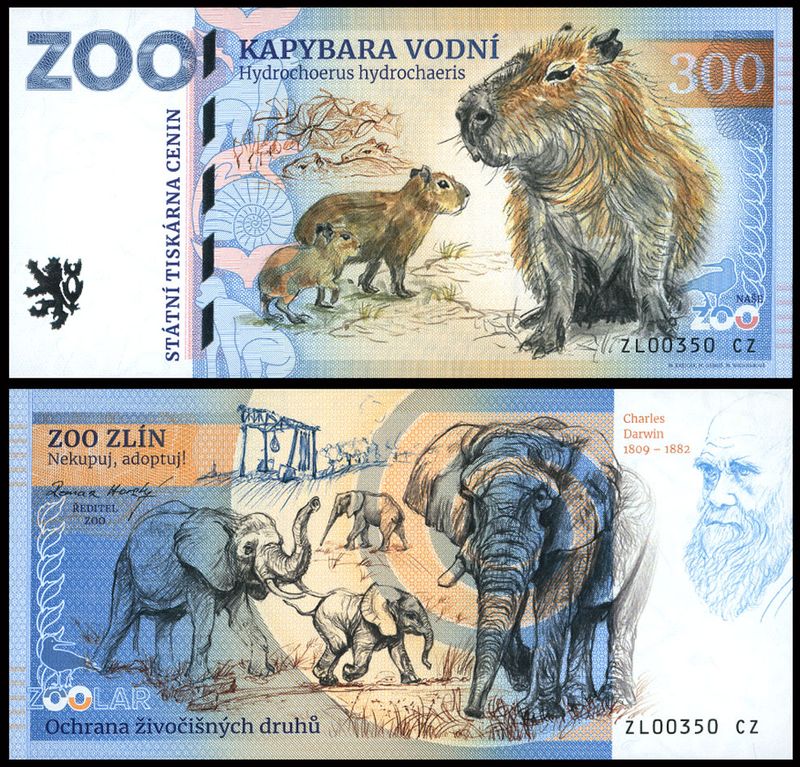 300 - Kapibara wielka - ZOO Zlin (2025)