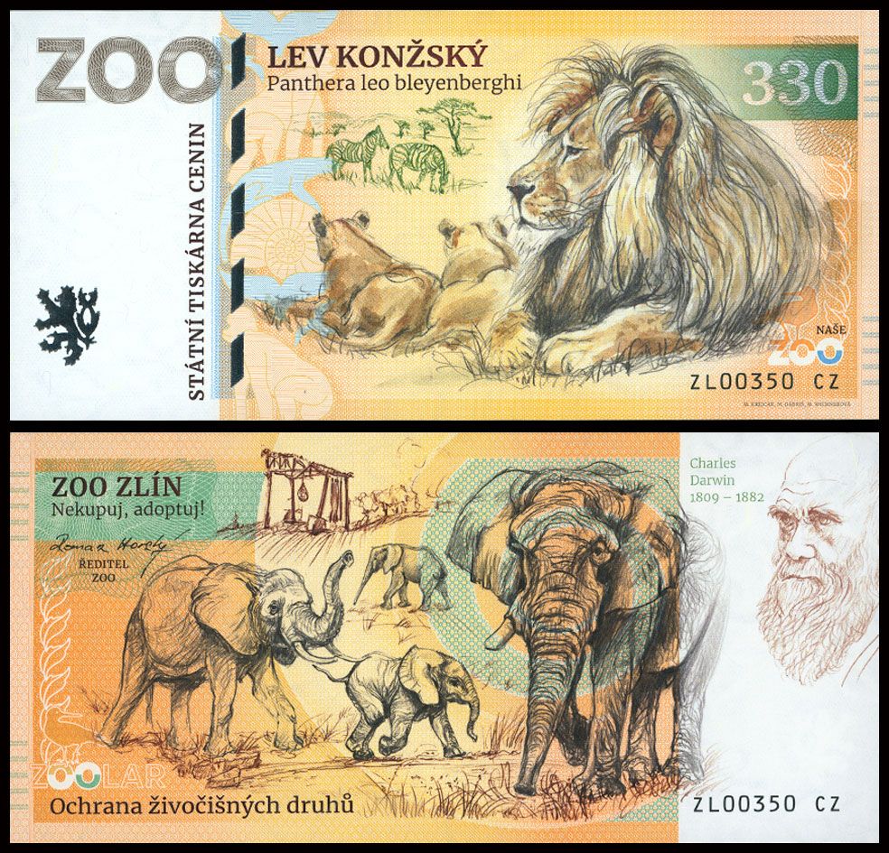 330 - Lew angolski - ZOO Zlin (2025)
