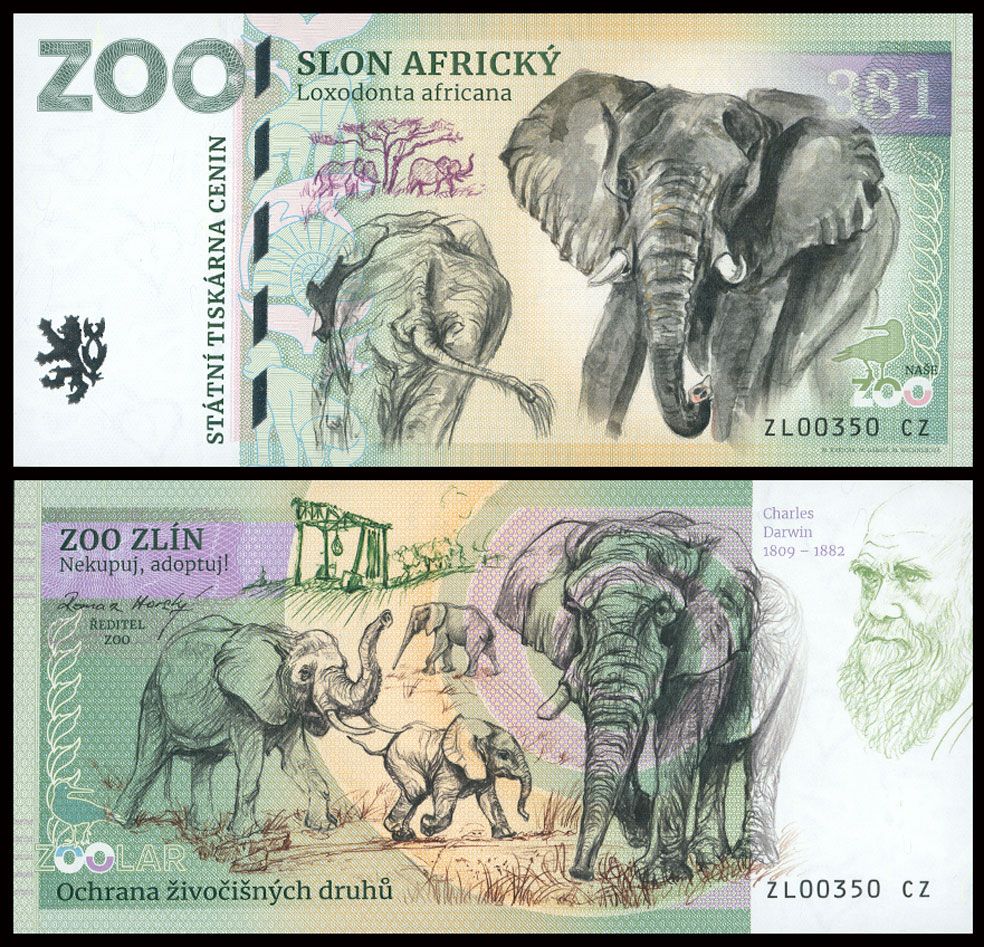 381 - Słoń afrykański - ZOO Zlin (2025)