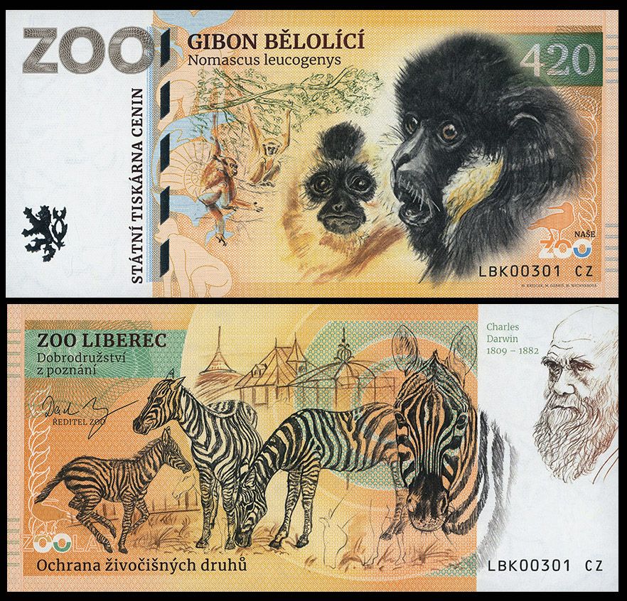 420 - Gibon białolicy - ZOO Liberec (2025)