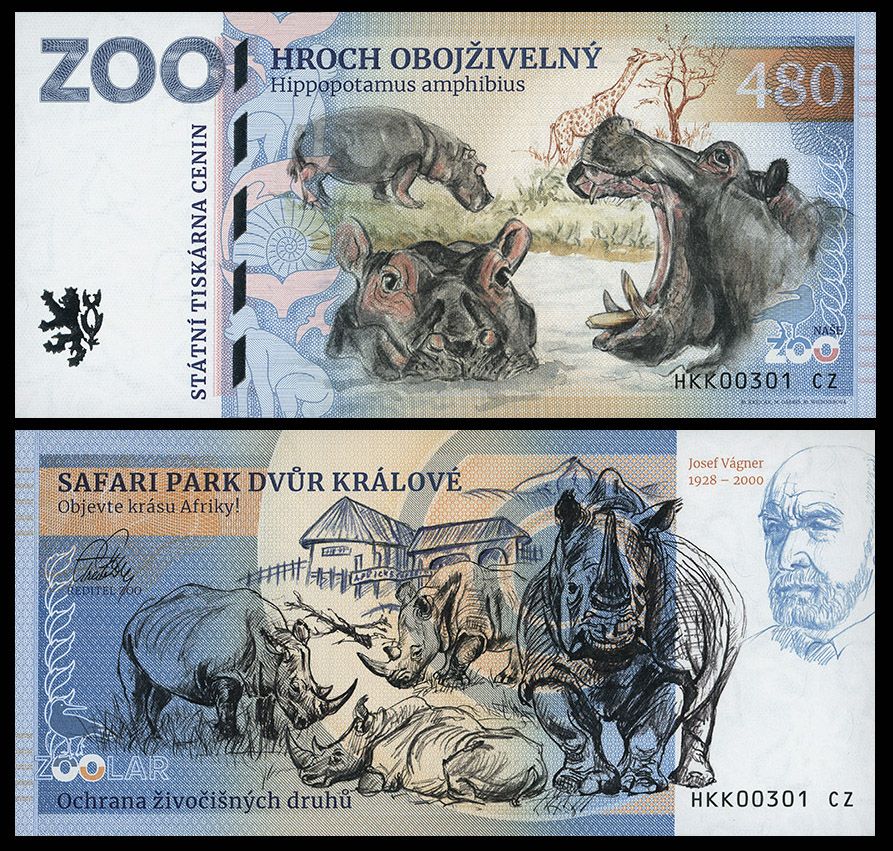 480 - Hipopotam nilowy - ZOO Dvur Kralove nad Labem (2025)