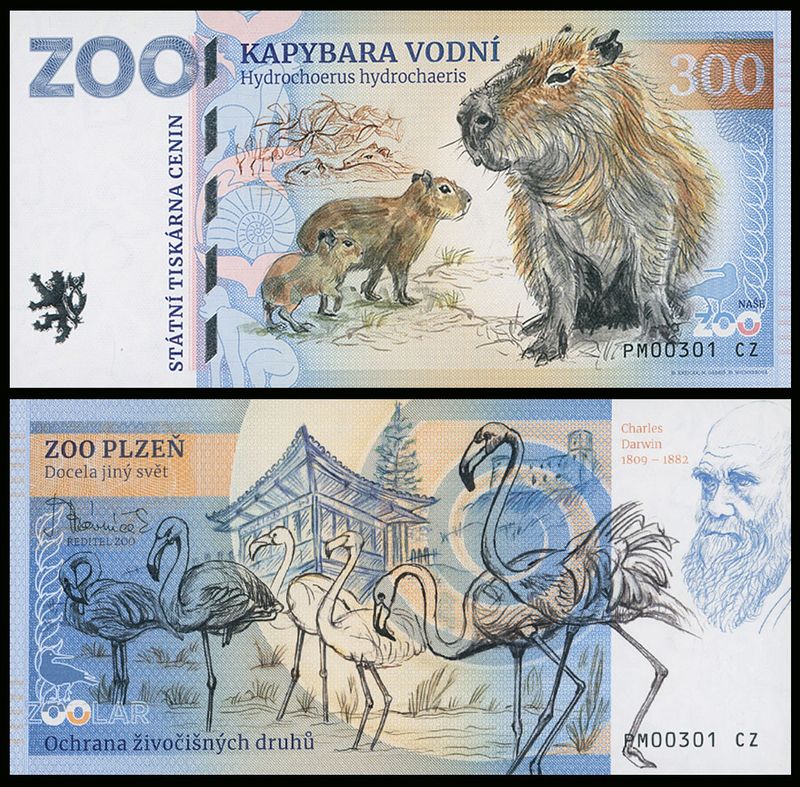 300 - Kapibara wielka - ZOO Plzen (2024)