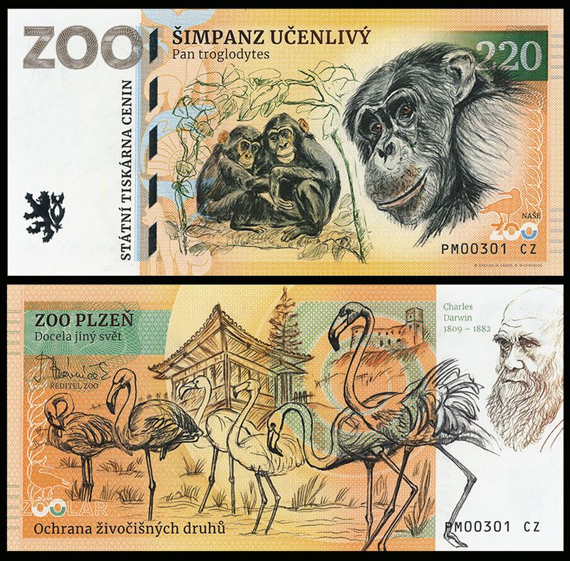 220 - Szympans zwyczajny - ZOO Plzen (2025)