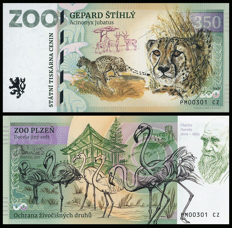 350 - Gepard grzywiasty - ZOO Plzen (2025)