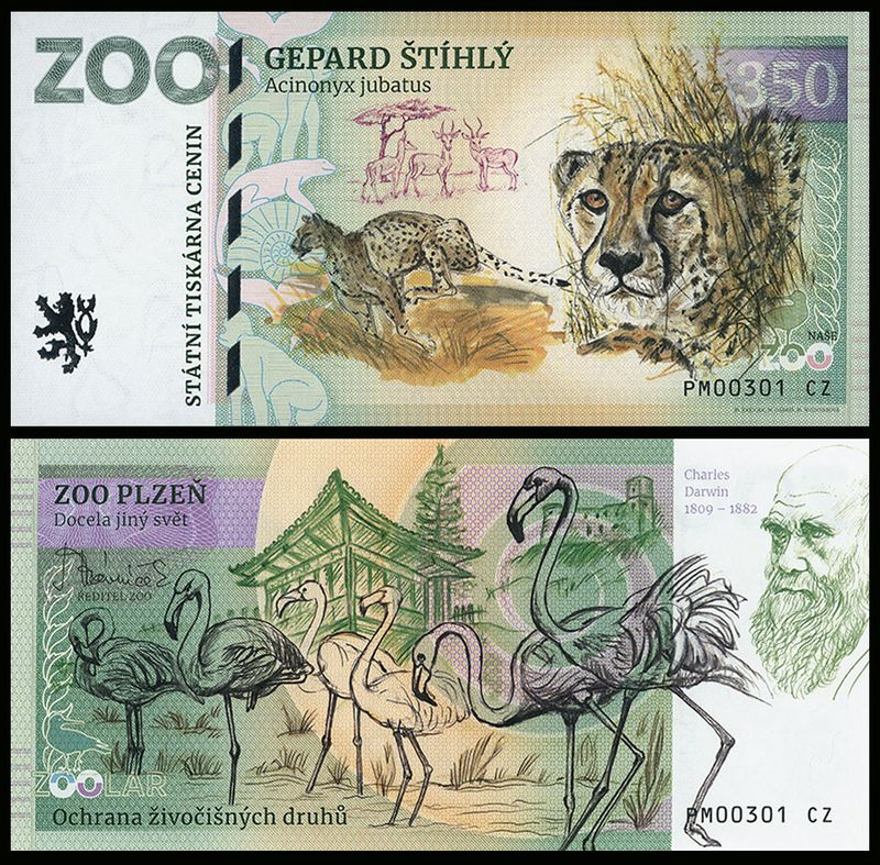 350 - Gepard grzywiasty - ZOO Plzen (2025)