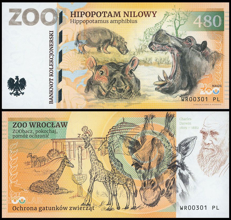 480 - Hipopotam nilowy - ZOO Wrocław (2025)