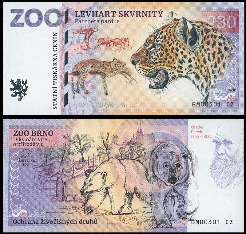 230 - Lampart plamisty - ZOO Brno (2025)