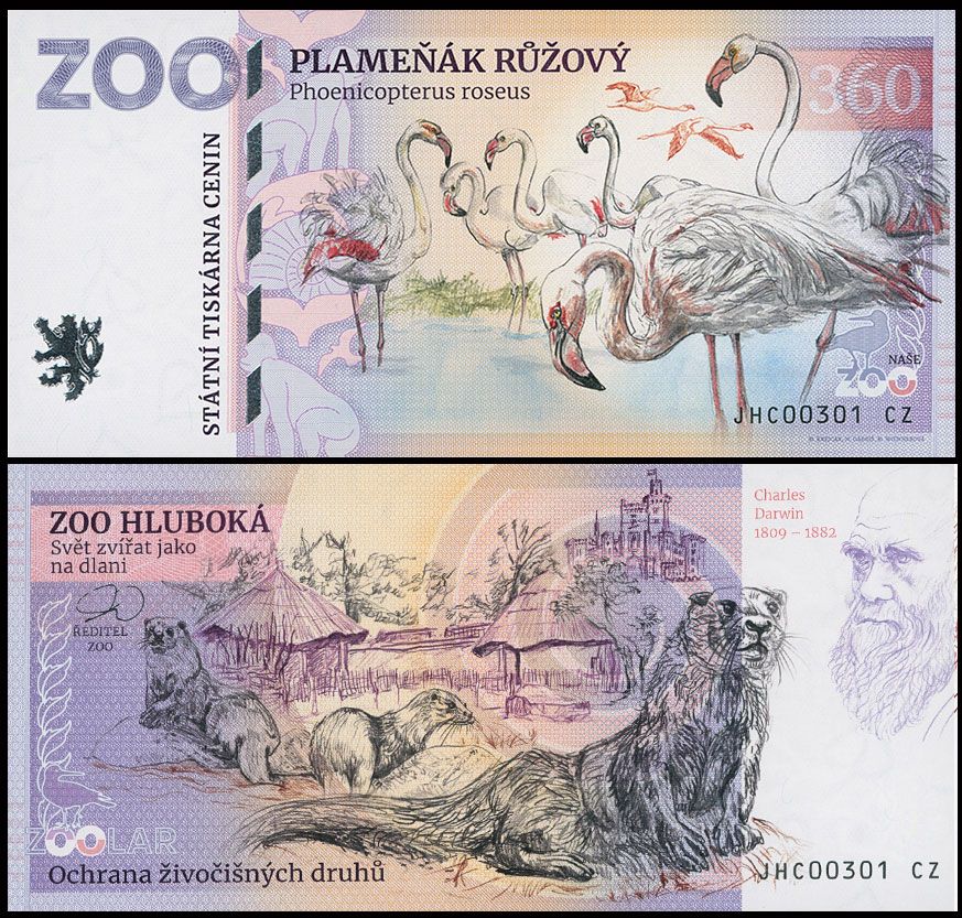 360 - Flaming różowy - ZOO Hluboka (2025)