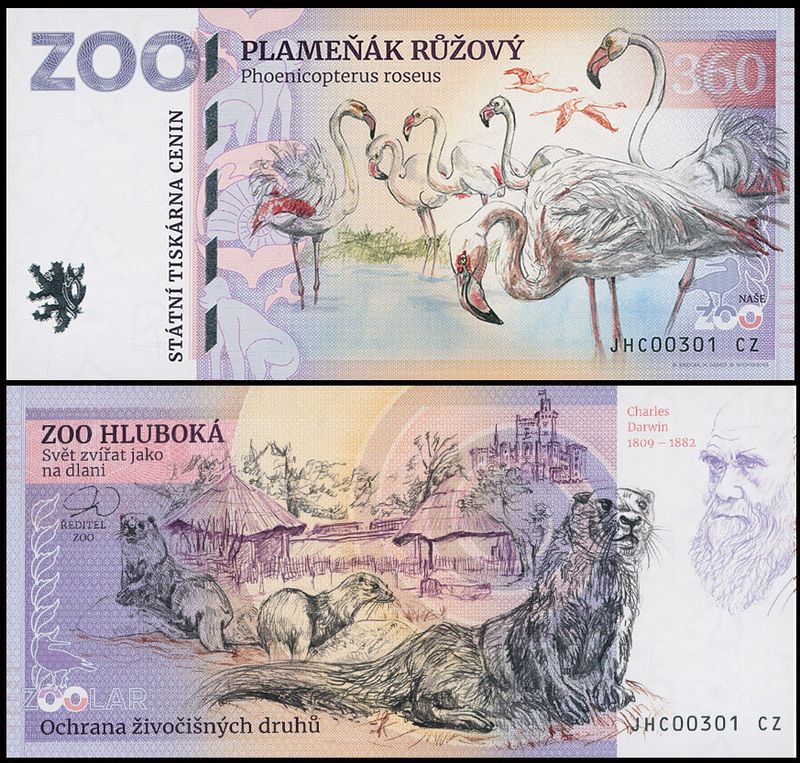 360 - Flaming różowy - ZOO Hluboka (2025)