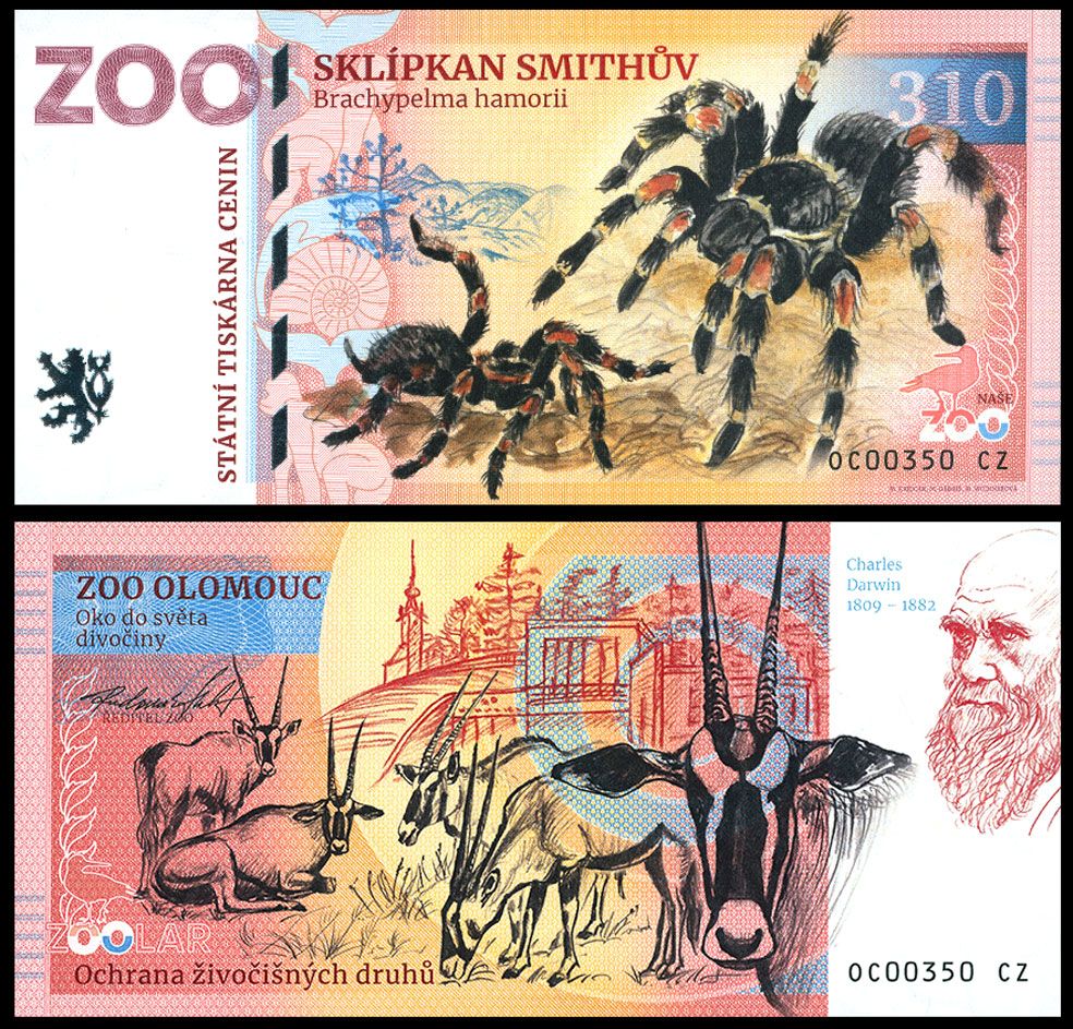 310 - Ptasznik - ZOO Olomouc (2025)