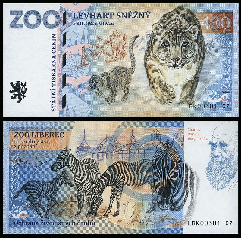 430 - Pantera śnieżna - ZOO Liberec (2025)