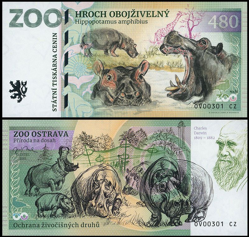 480 - Hipopotam nilowy - ZOO Ostrava (2025)