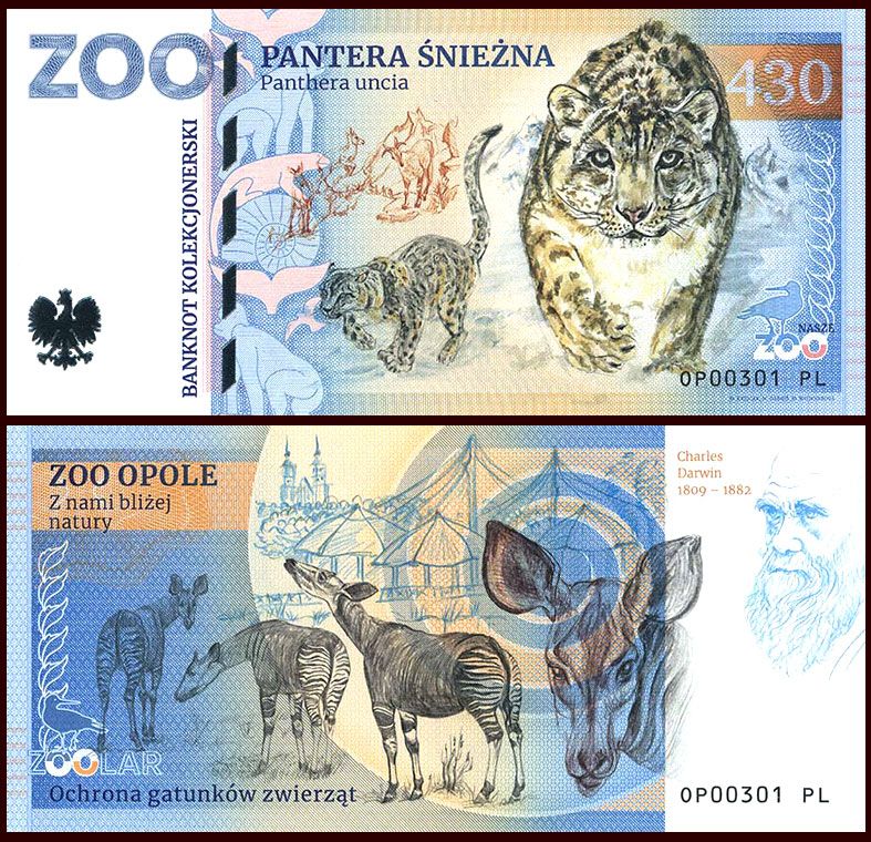430 - Pantera śnieżna - ZOO Opole (2026)