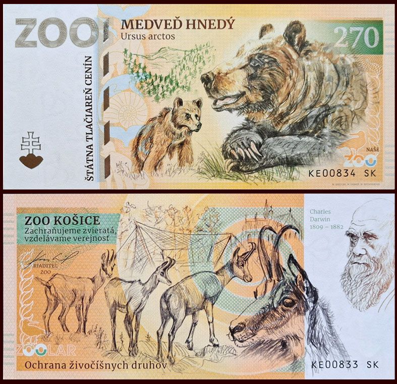 270 - Niedźwiedź brunatny - ZOO Kosice (2025)