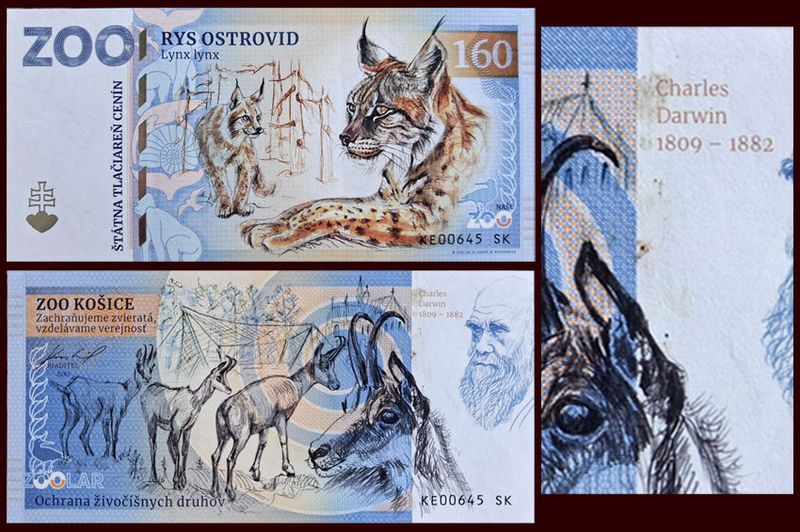 160 - Ryś euroazjatycki - ZOO Kosice (2025) UWAGA WALOR ZABRUDZONY!!!