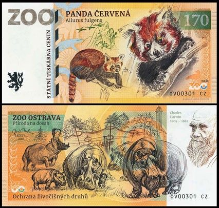 170 - Pandka ruda - ZOO Ostrava (2026)