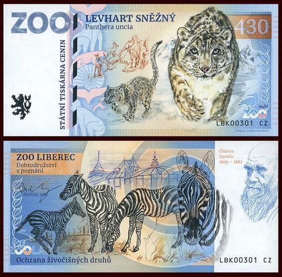 430 - Pantera śnieżna - ZOO Liberec (2026)