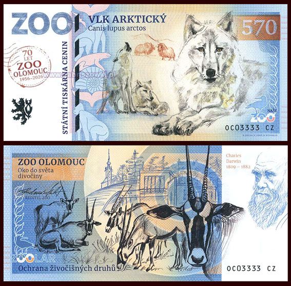 570 - Wilk polarny - ZOO Olomouc (2026) - 70 lat ZOO