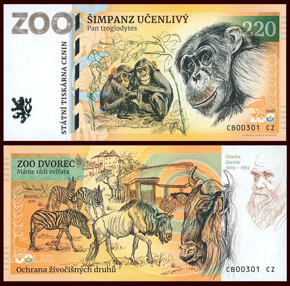 220 - Szympans zwyczajny - ZOO Dvorec (2026)