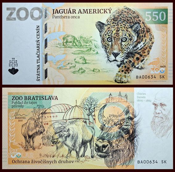 550 - Jaguar amerykański - ZOO Bratislava (2026)