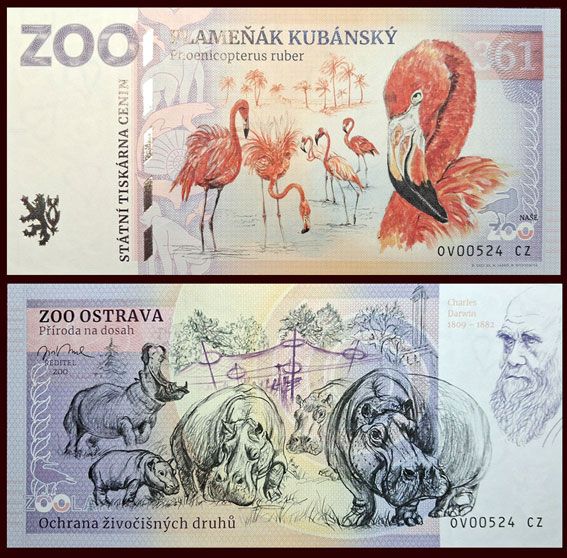 361 - Flaming karmazynowy - ZOO Ostrava (2026)
