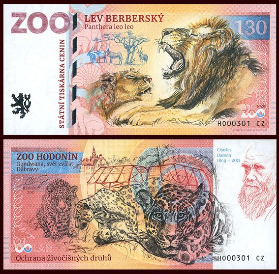 130 - Lew berberyjski - ZOO Hodonin (2025)