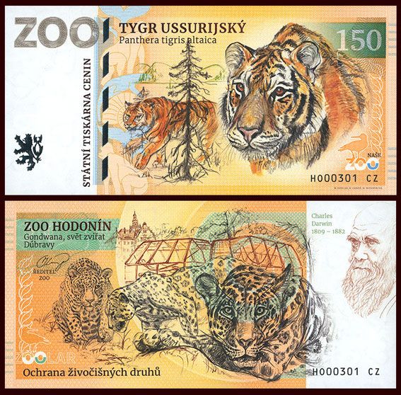 150 - Tygrys syberyjski - ZOO Hodonin (2025)