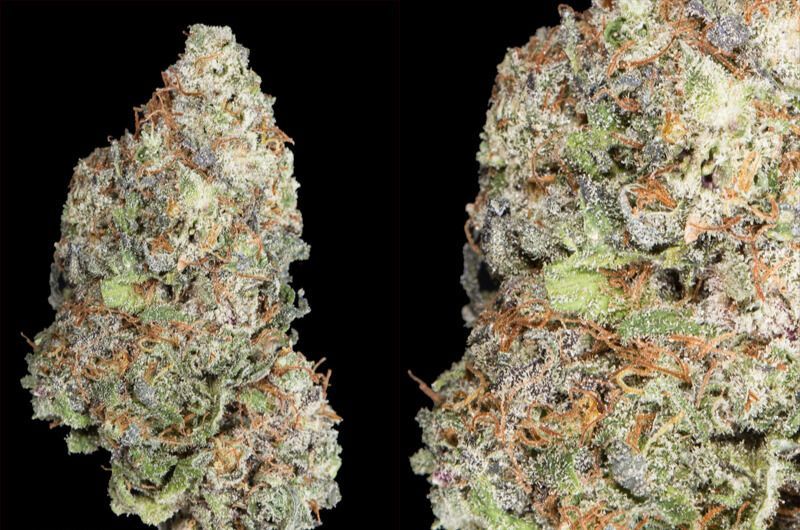 Lavender Runtz